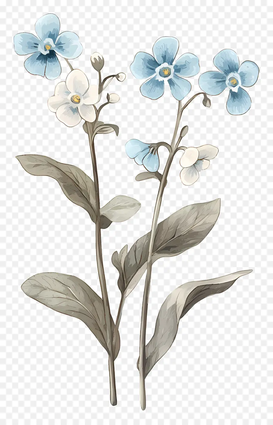 No Me Olvides Flores，Flores Azules PNG