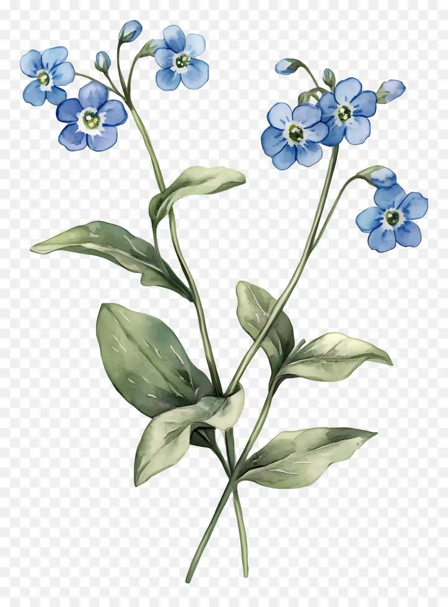 No Me Olvides Flores，Flores Azules PNG