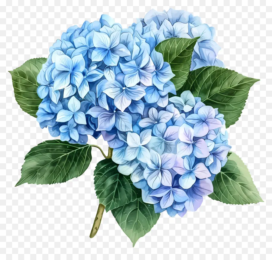 Flor De Hortensia Azul，Hortensia Azul PNG