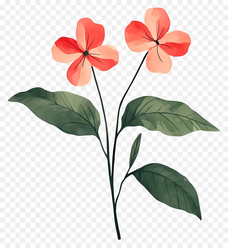 Flor Tropical，Flores Rojas PNG