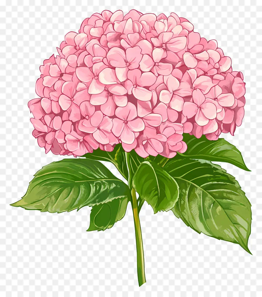 Flor De Hortensia Rosa，Hortensia Rosa PNG