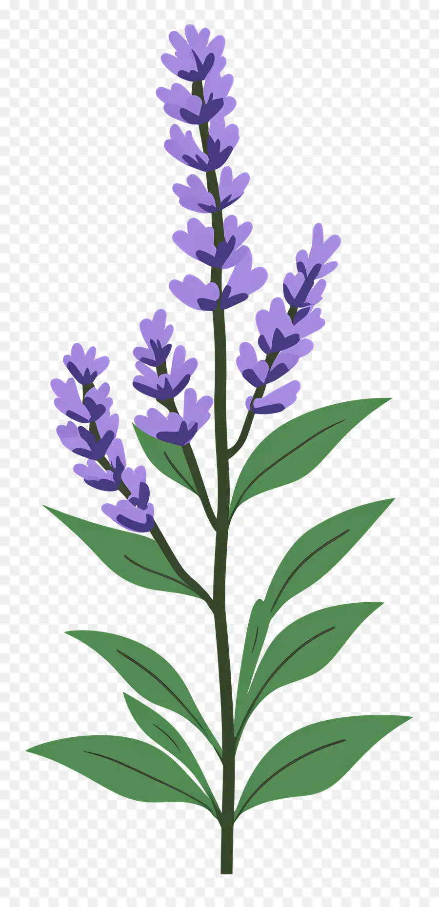 Flor De Lavanda，Lavanda PNG