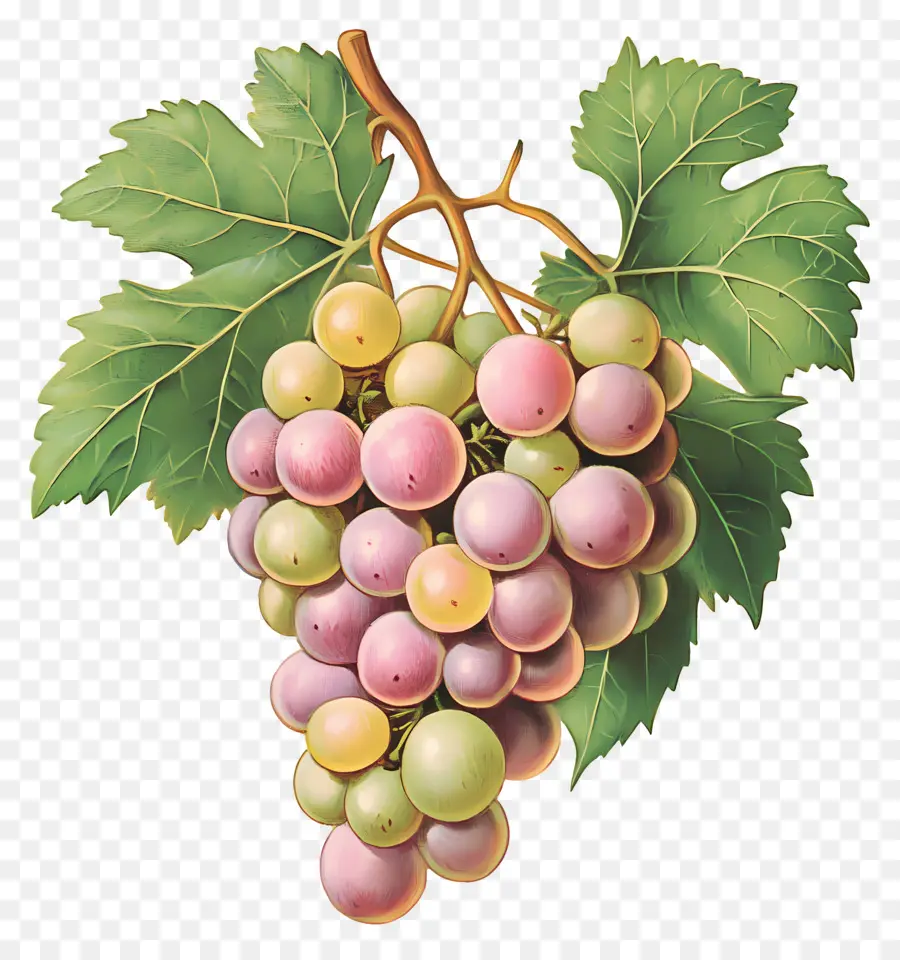 Racimo De Uva，Uvas PNG