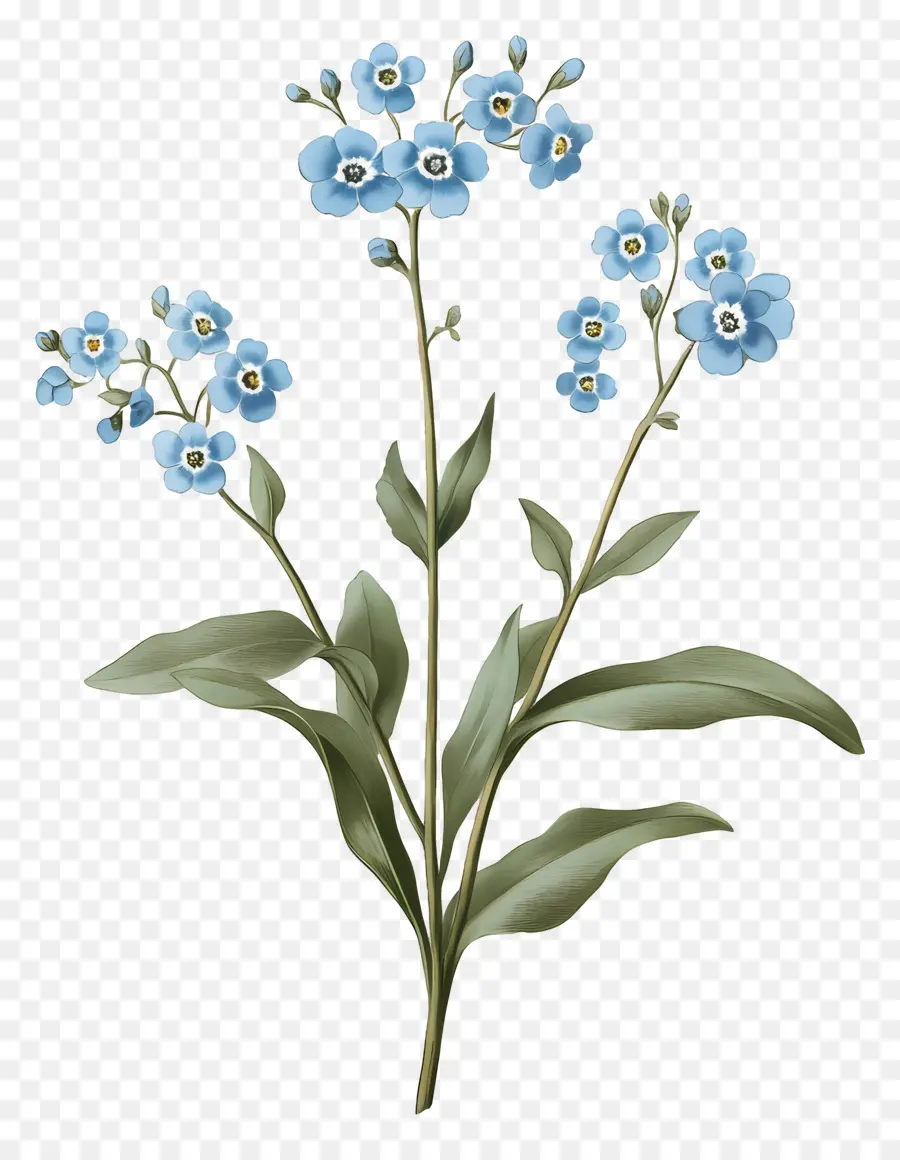 No Me Olvides Flores，Flores Azules PNG