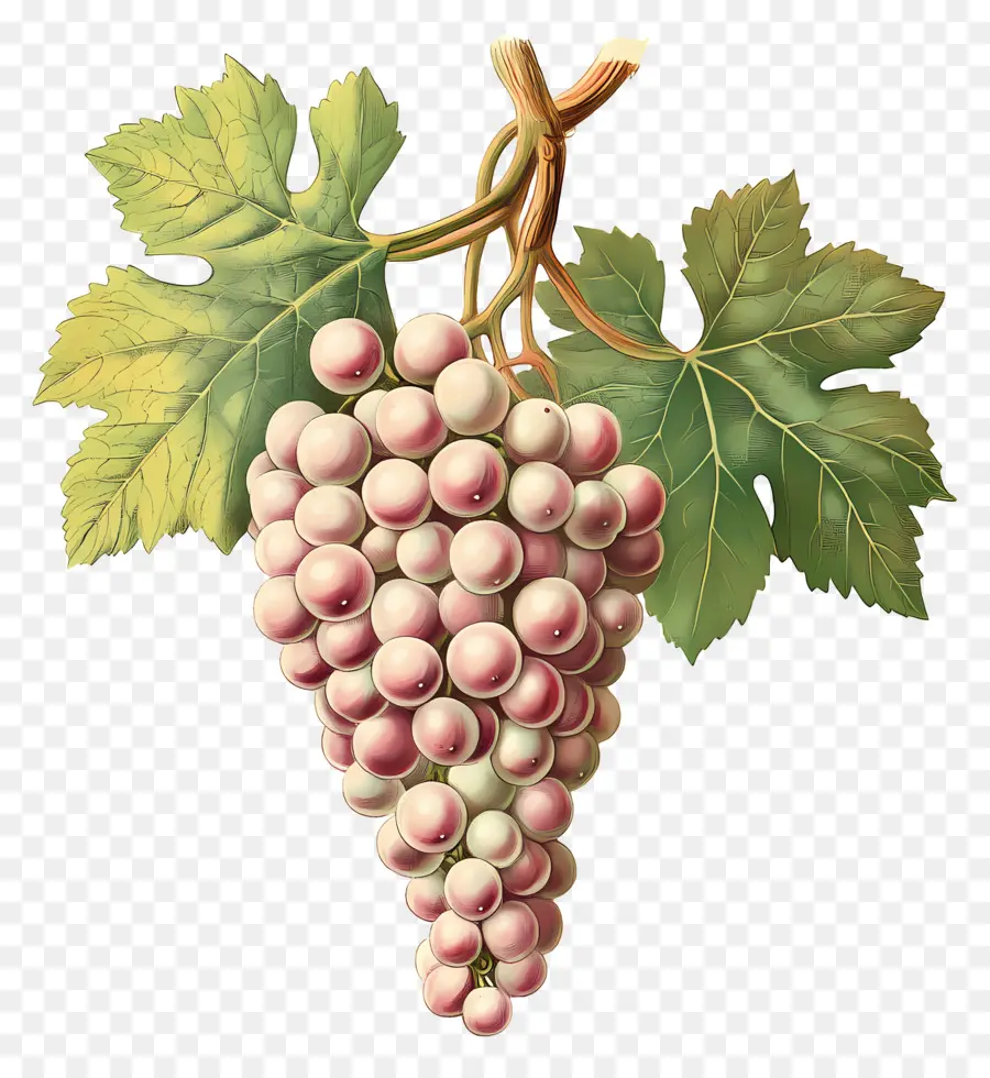 Racimo De Uva，Uvas PNG