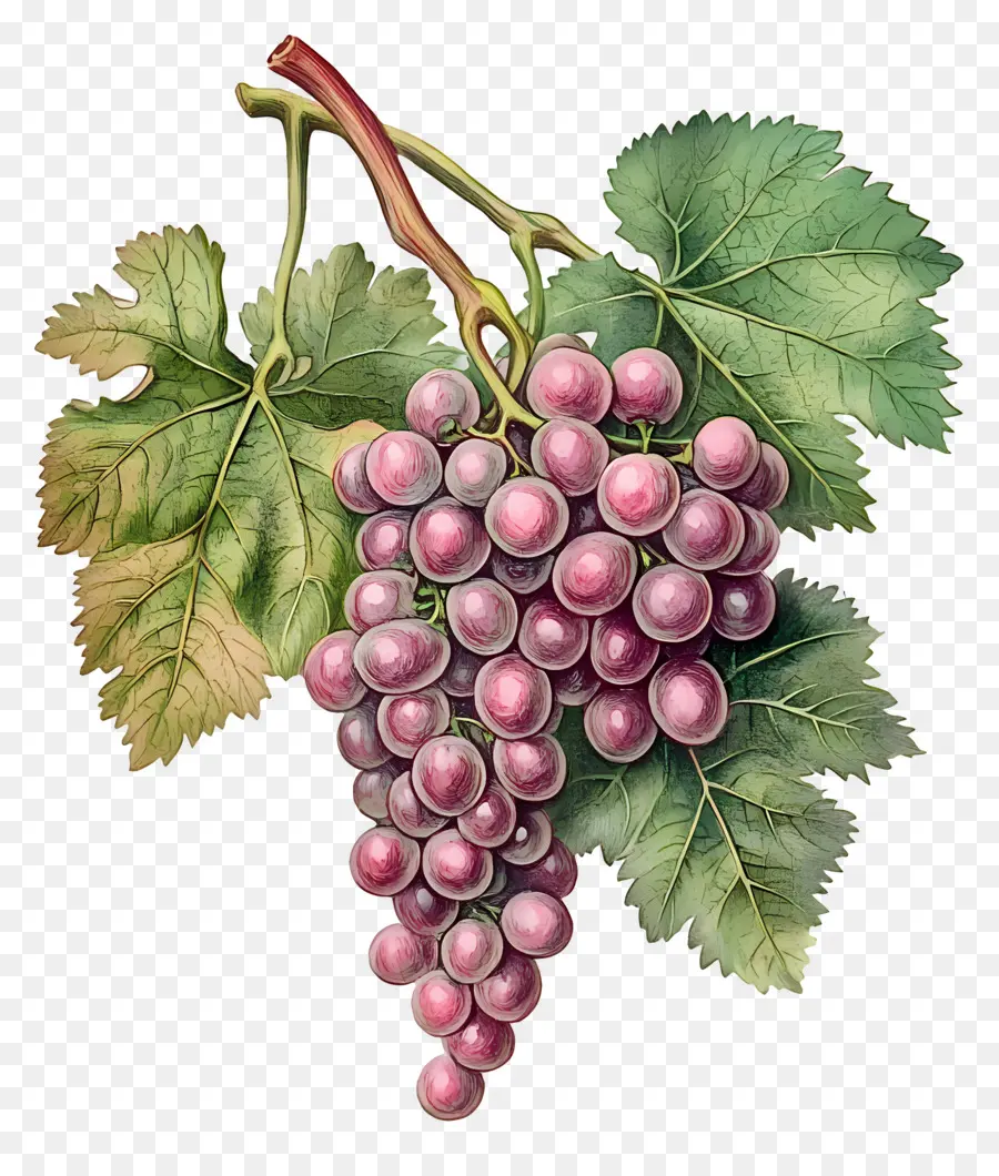 Racimo De Uva，Uvas PNG