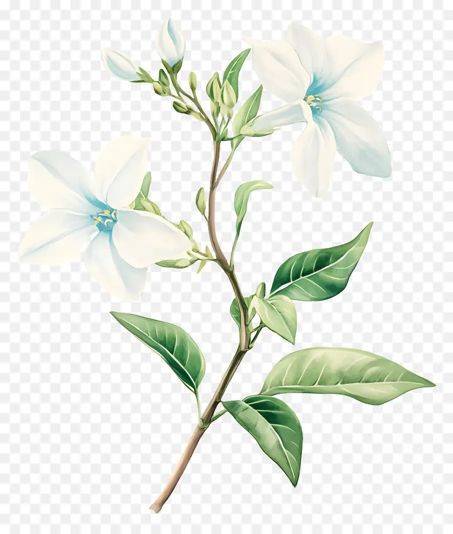 Flor De Jazmín，Flor Blanca PNG