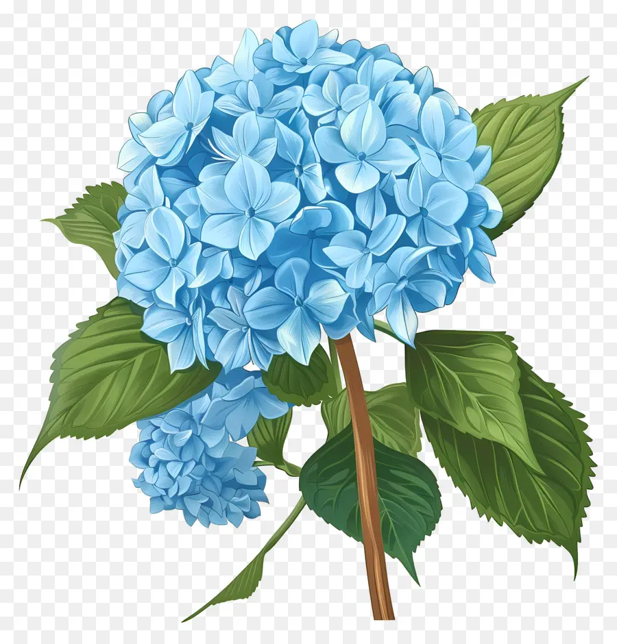 Flor De Hortensia Azul，Hortensia Azul PNG