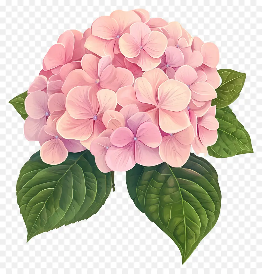 Flor De Hortensia Rosa，Hortensia Rosa PNG