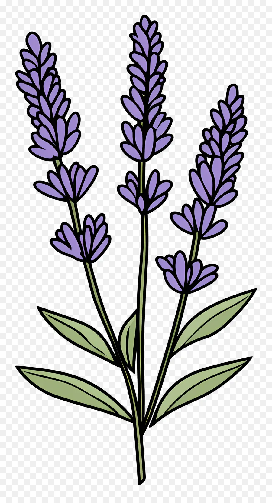 Flor De Lavanda，Lavanda PNG