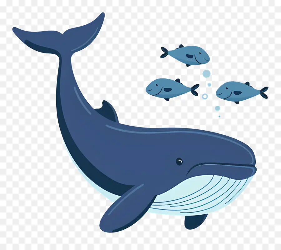 Ballena Y Pez，Ballena PNG