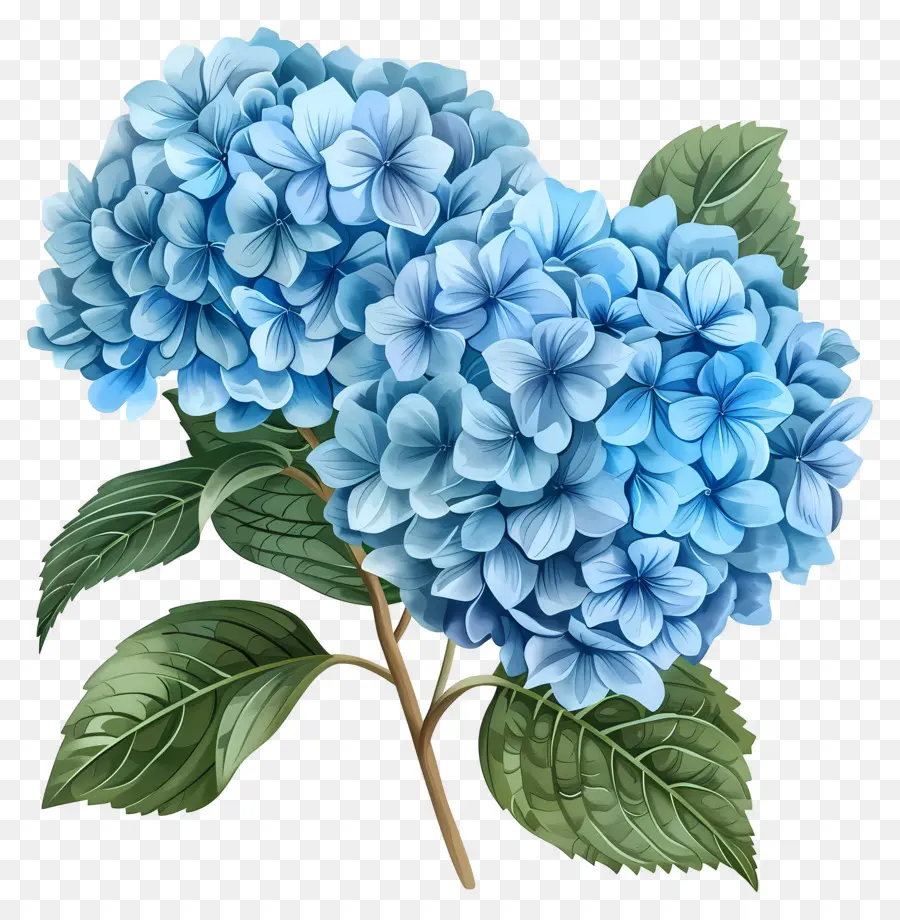 Flor De Hortensia Azul，Hortensia Azul PNG