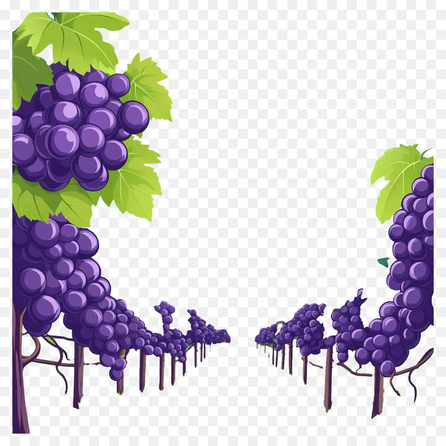 Viñedo，Uvas PNG