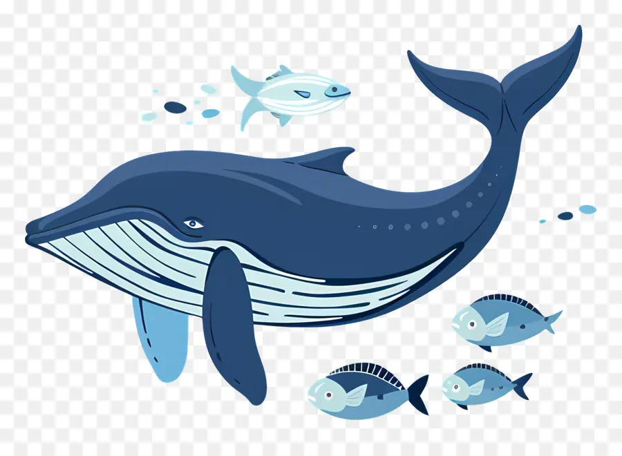 Ballena Y Pez，Ballena PNG