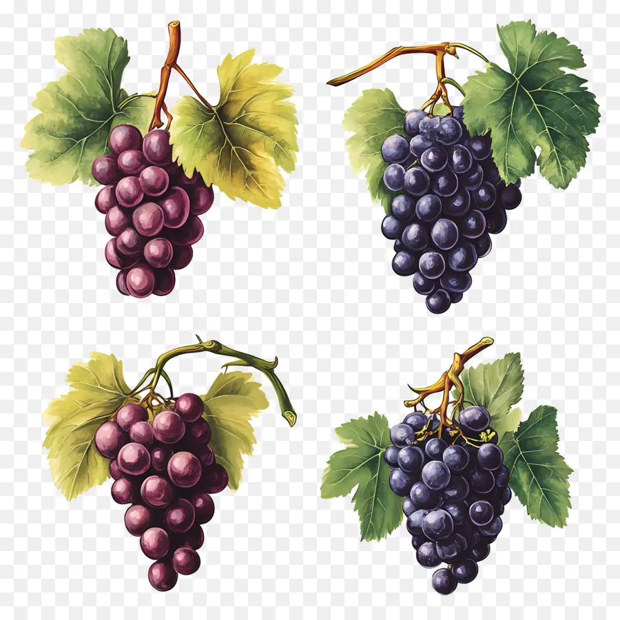 Racimo De Uvas，Uvas PNG