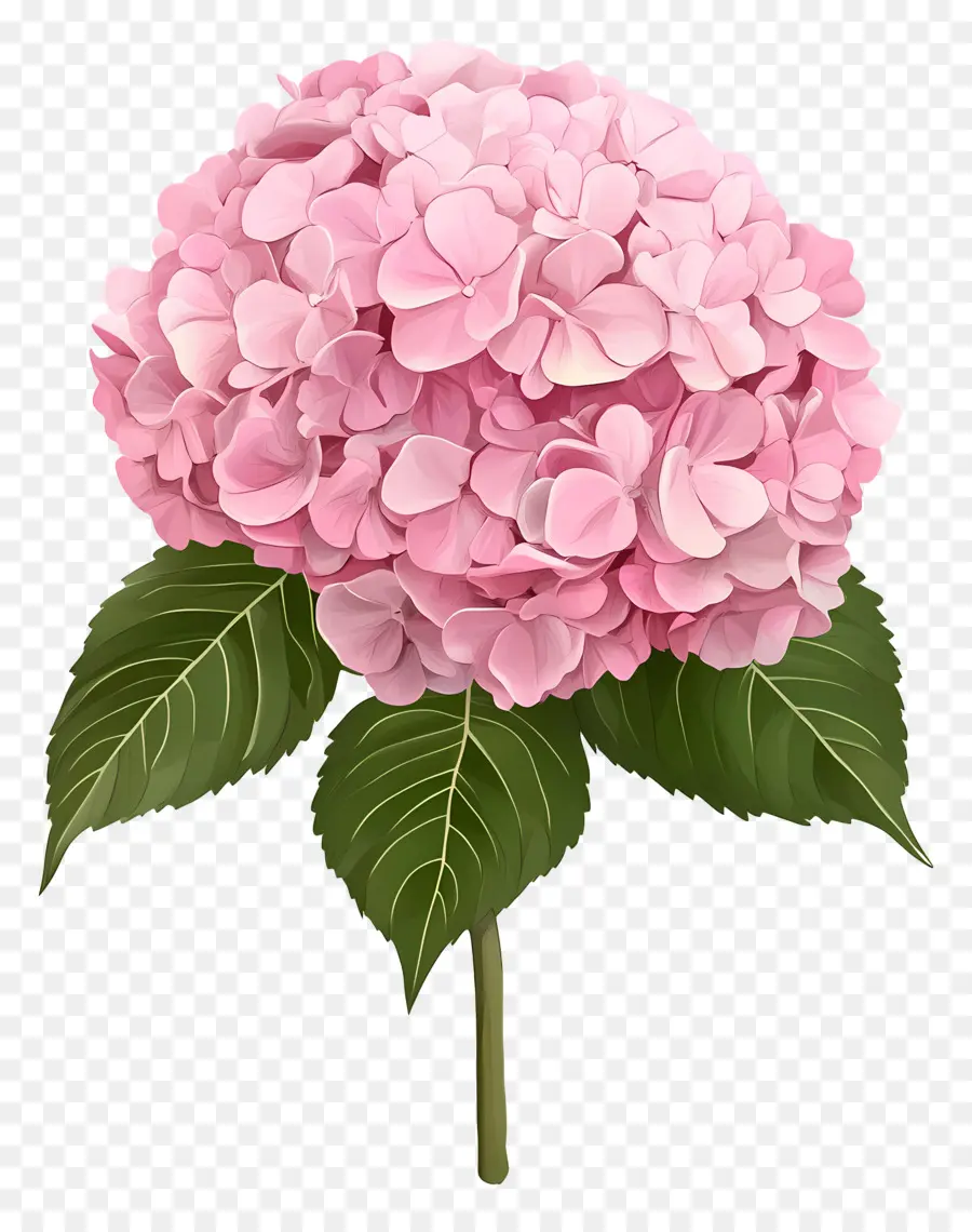 Flor De Hortensia Rosa，Hortensia Rosa PNG