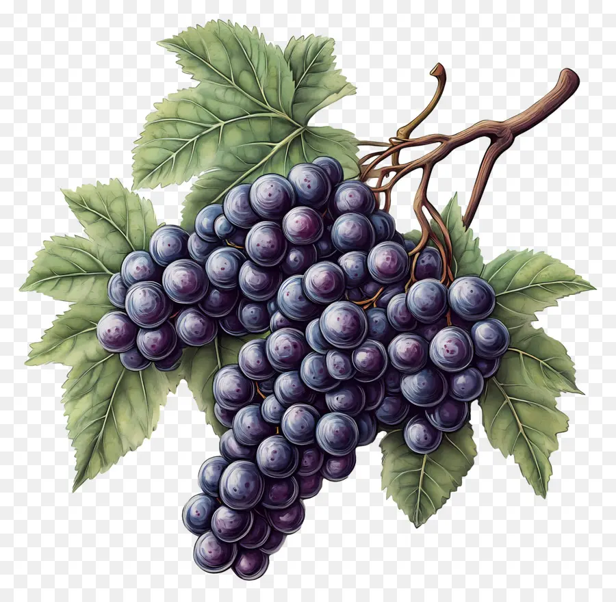 Racimo De Uvas，Uvas PNG