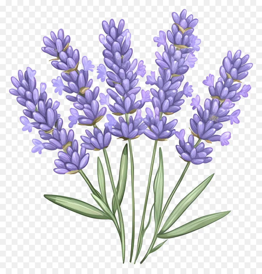 Ramo De Lavanda，Lavanda PNG