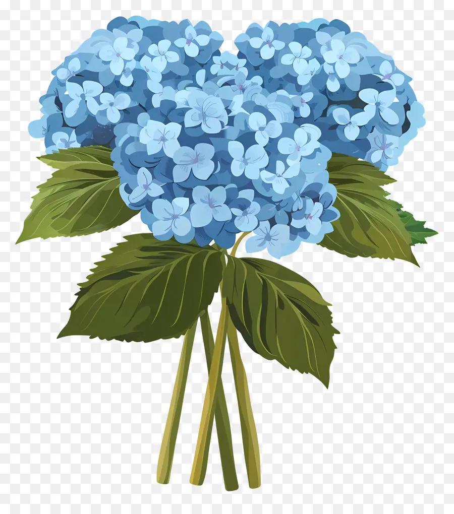 Ramo De Hortensias，Hortensia Azul PNG