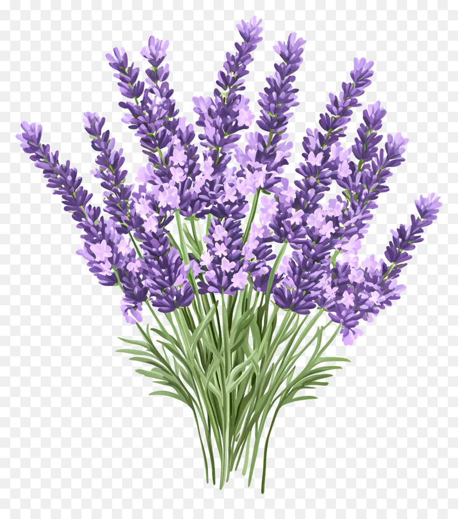 Ramo De Lavanda，Lavanda PNG