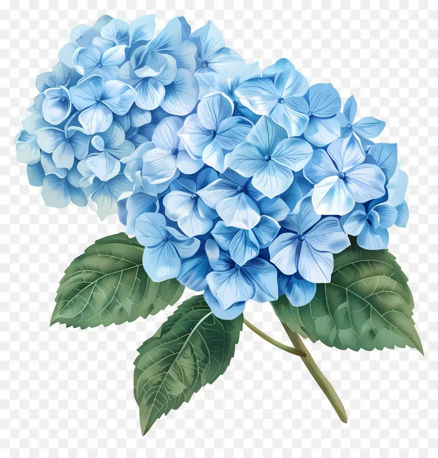 Flor De Hortensia Azul，Hortensia PNG