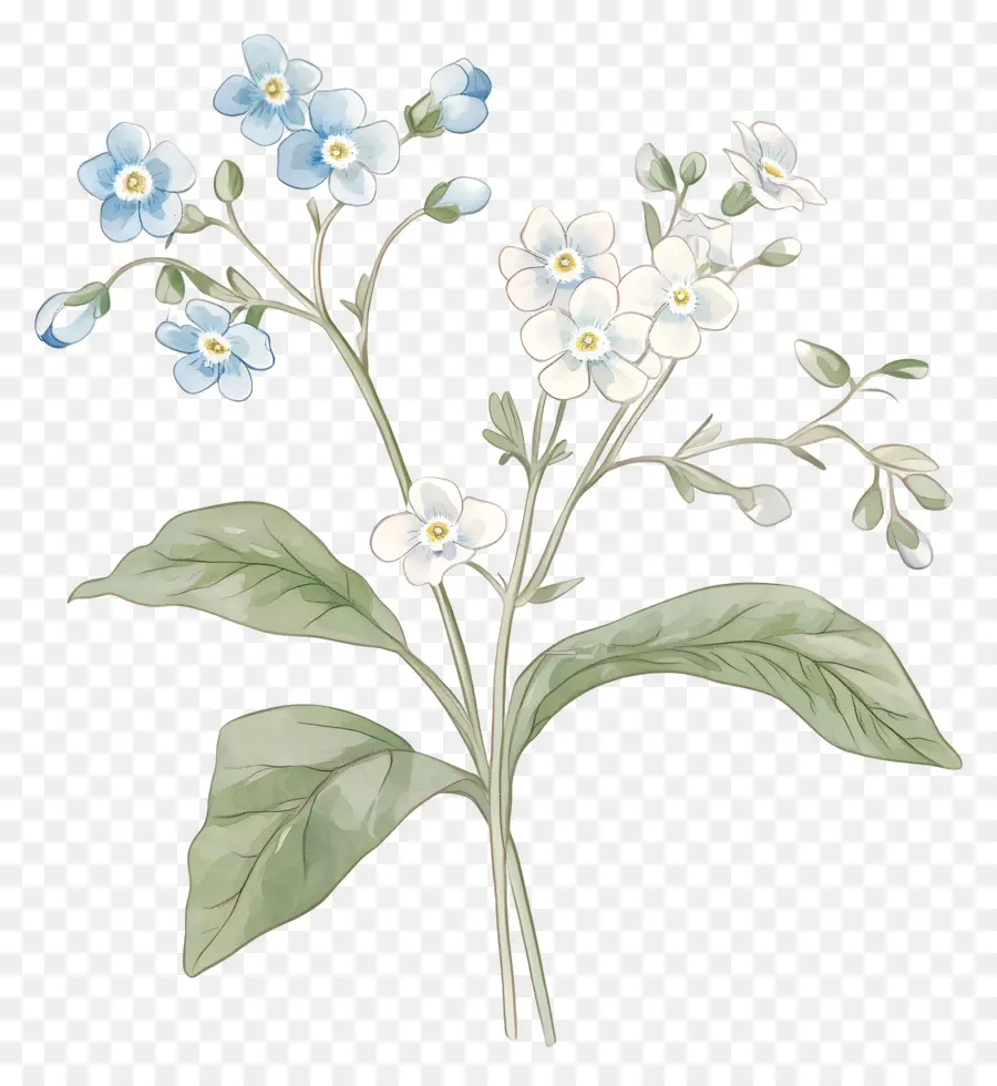 No Me Olvides Flores，Flores Azules PNG