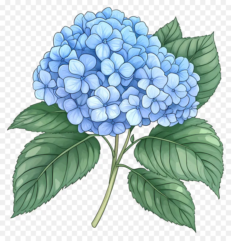 Flor De Hortensia Azul，Hortensia Azul PNG