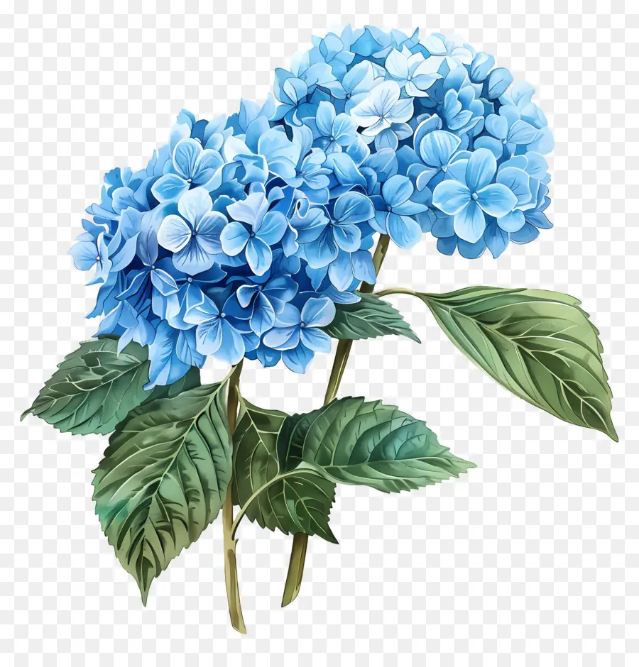 Ramo De Hortensias，Hortensia Azul PNG