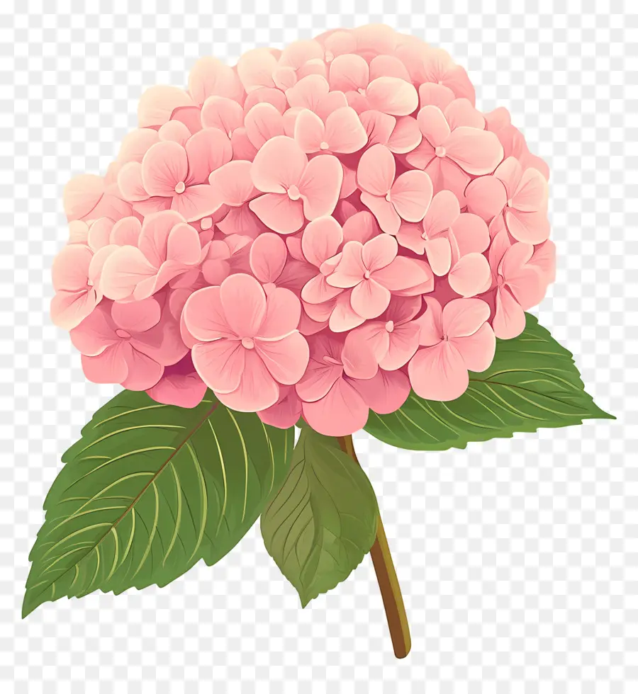 Flor De Hortensia Rosa，Flores Rosadas PNG