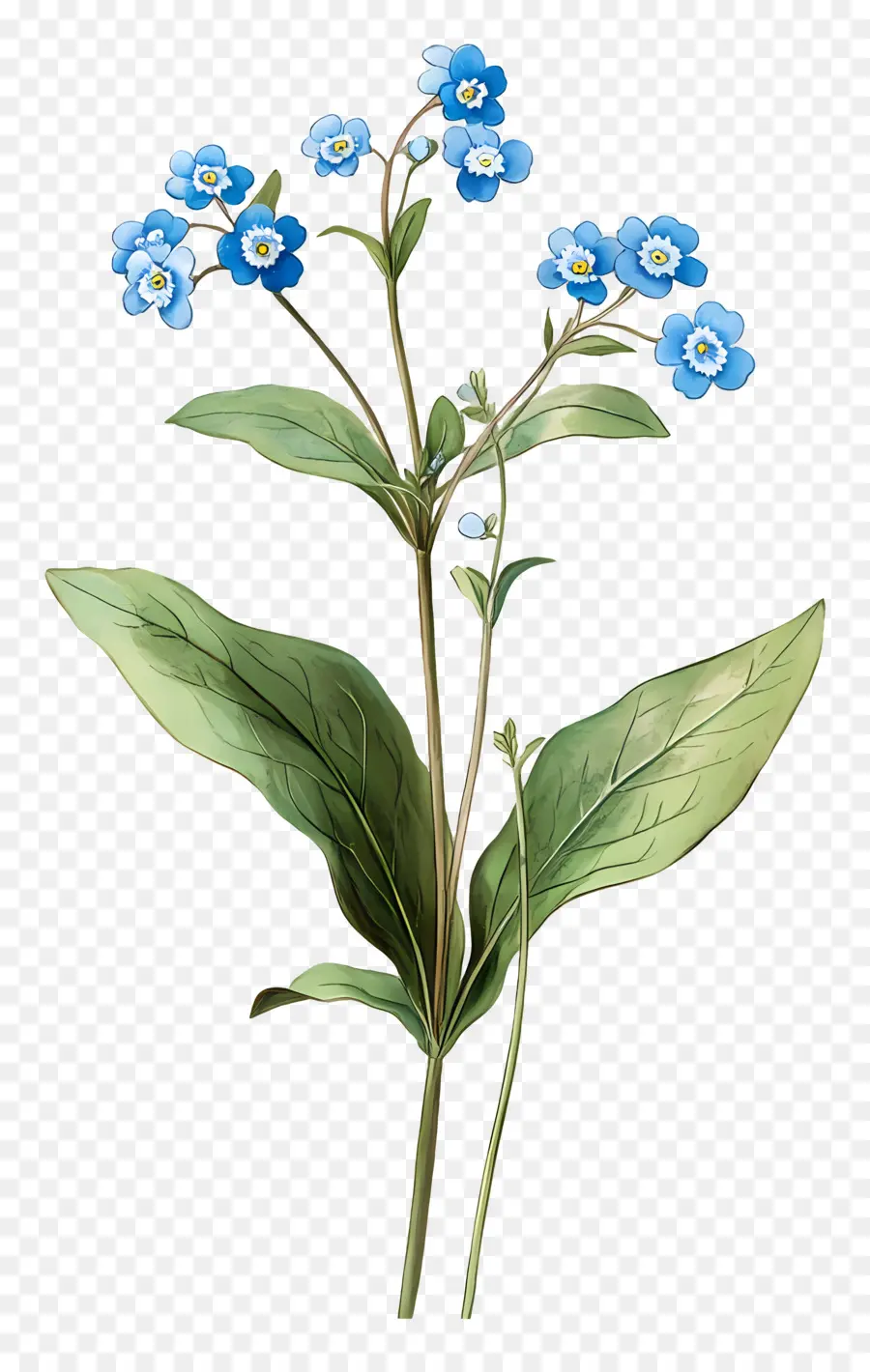 No Me Olvides Flores，Flores Azules PNG