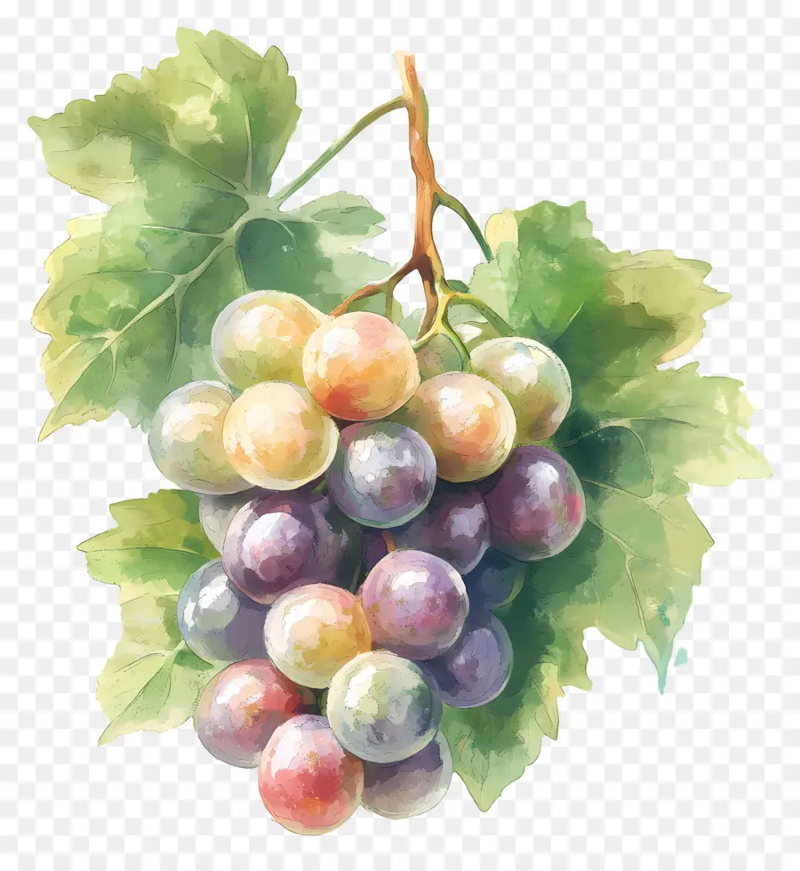 Racimo De Uva，Uvas PNG