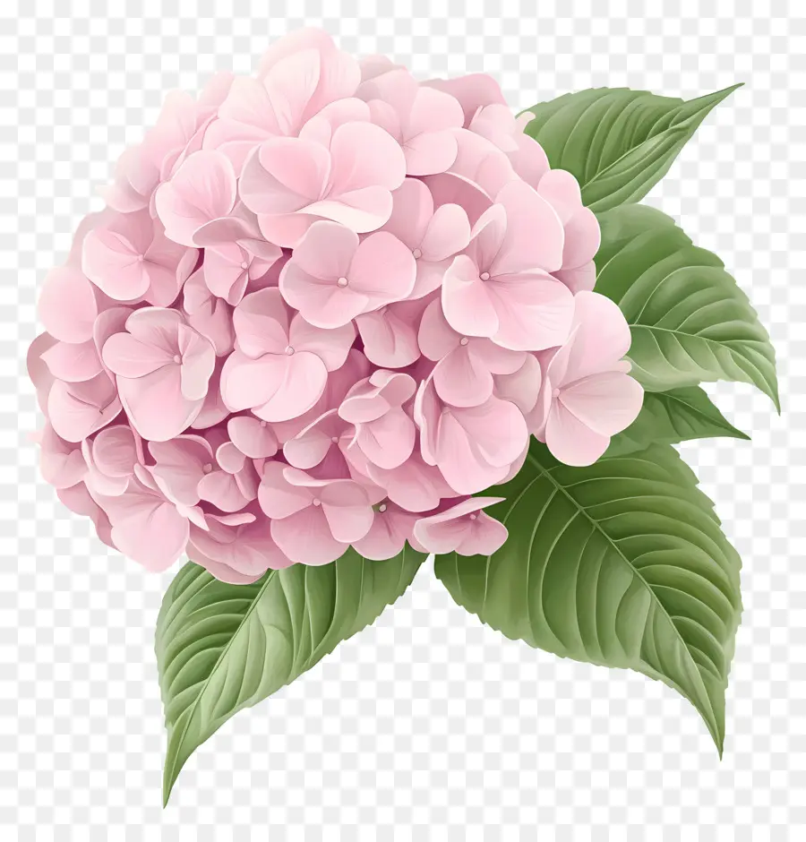 Flor De Hortensia Rosa，Hortensia Rosa PNG