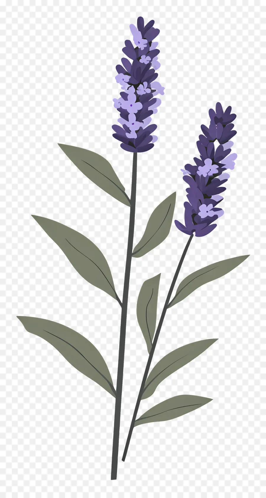 Flor De Lavanda，Lavanda PNG