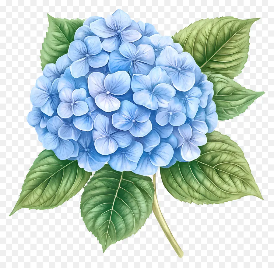 Flor De Hortensia Azul，Hortensia Azul PNG