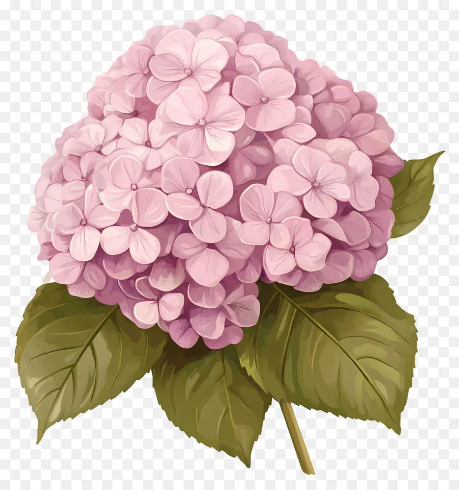 Flor De Hortensia Rosa，Hortensia Rosa PNG