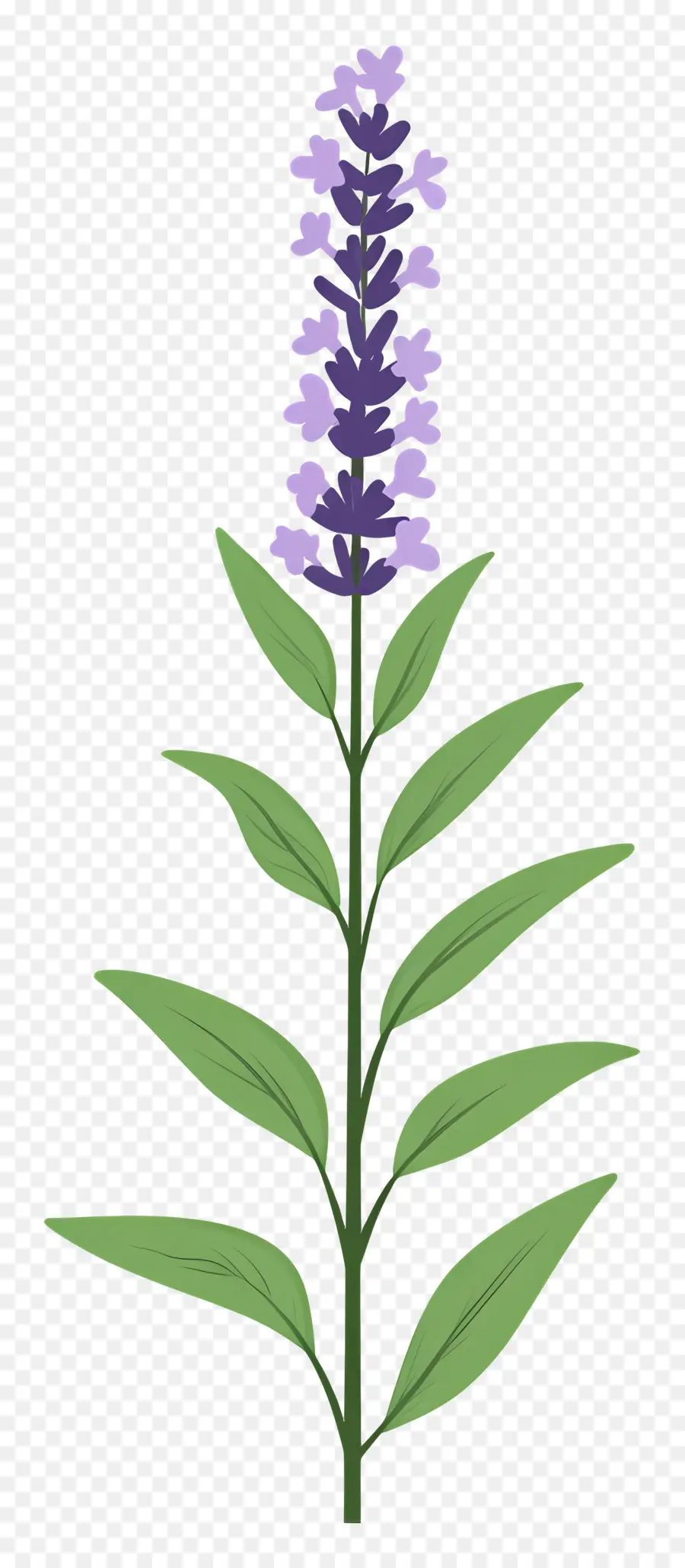 Flor De Lavanda，Púrpura PNG