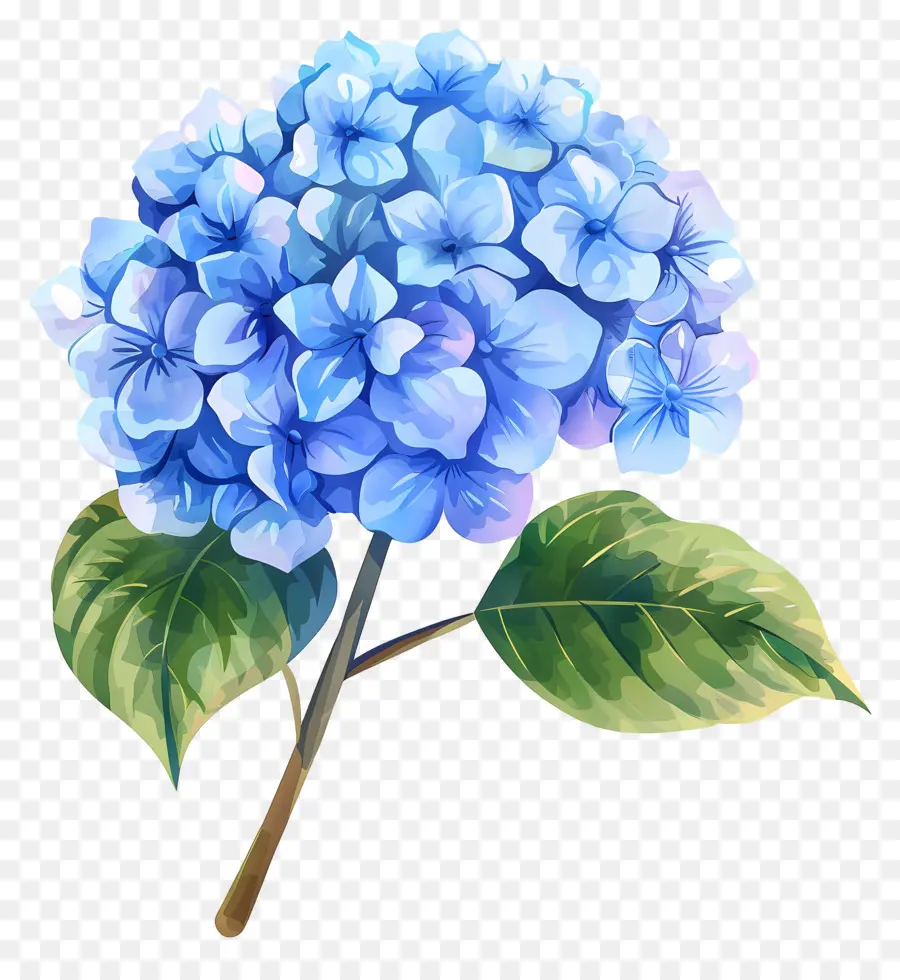 Flor De Hortensia Azul，Hortensia Azul PNG