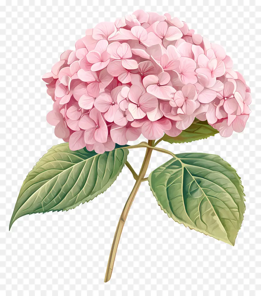 Flor De Hortensia Rosa，Hortensia PNG