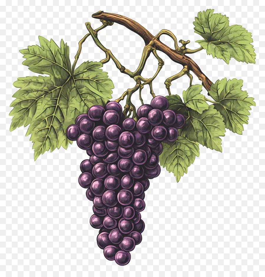 Racimo De Uvas，Uvas PNG