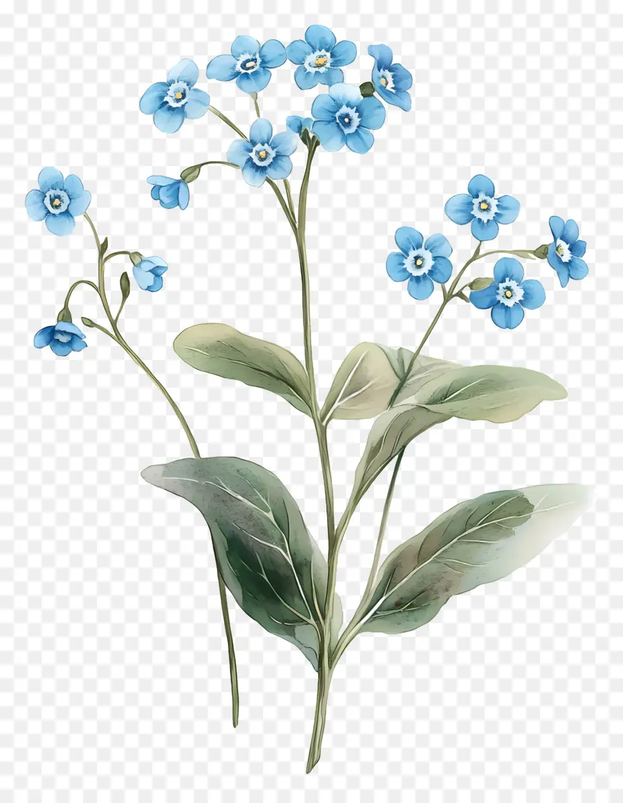 No Me Olvides Flores，Flores Azules PNG