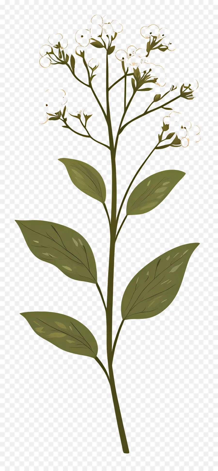 Flor De Aliento De Bebé，Flor PNG