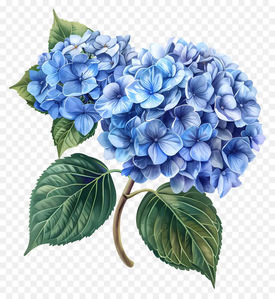 Flor De Hortensia Azul，Hortensia Azul PNG