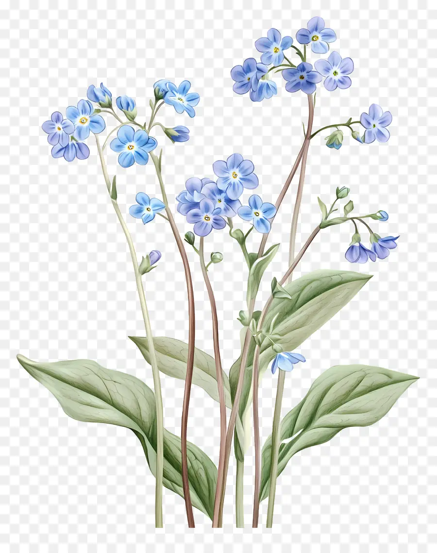 No Me Olvides Flores，Flores Azules PNG