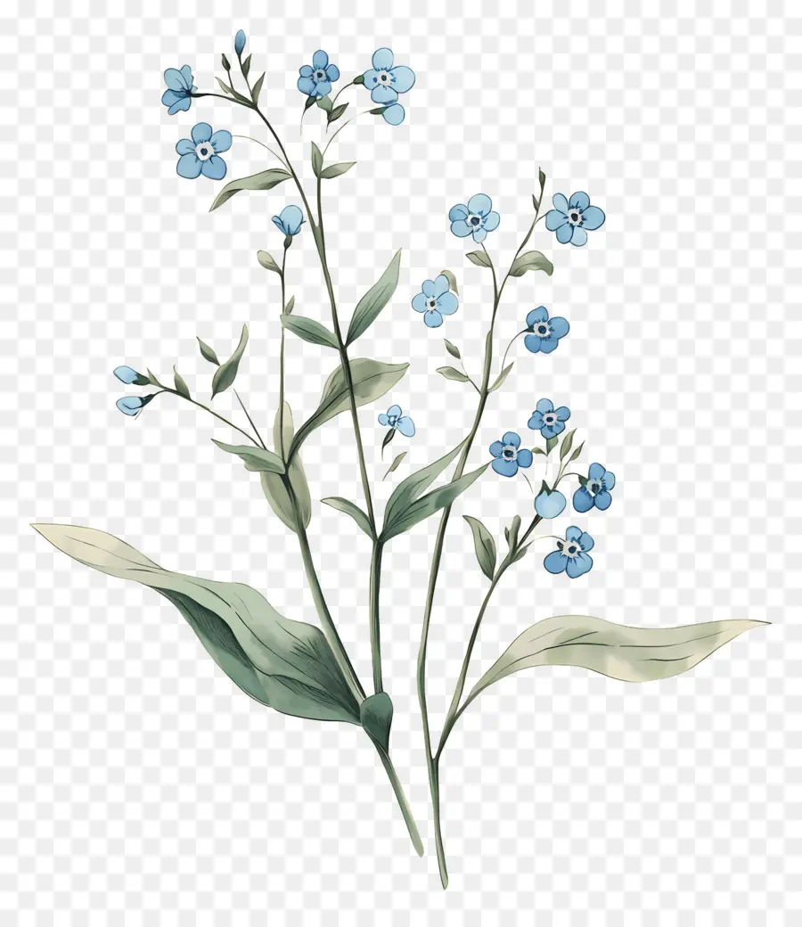 No Me Olvides Flores，Flores Azules PNG