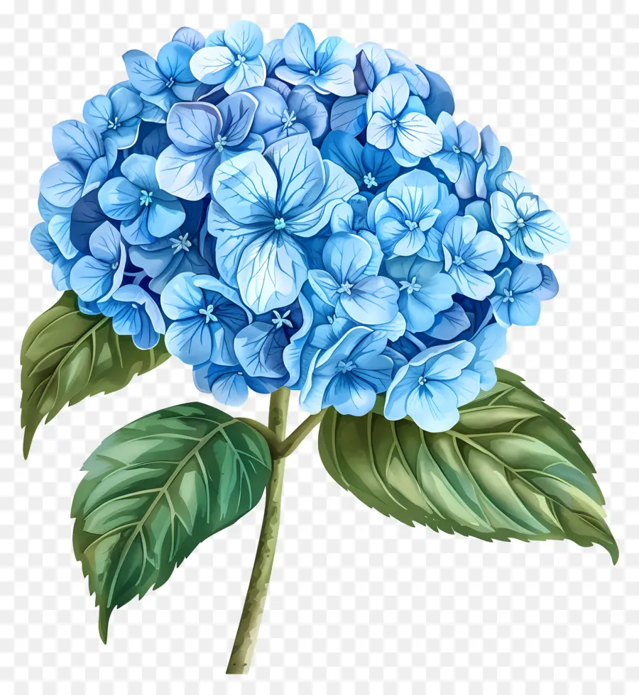 Flor De Hortensia Azul，Hortensia Azul PNG