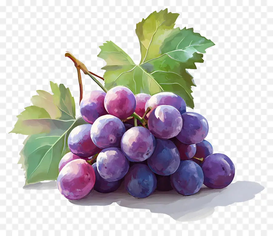 Racimo De Uva，Uvas Moradas PNG