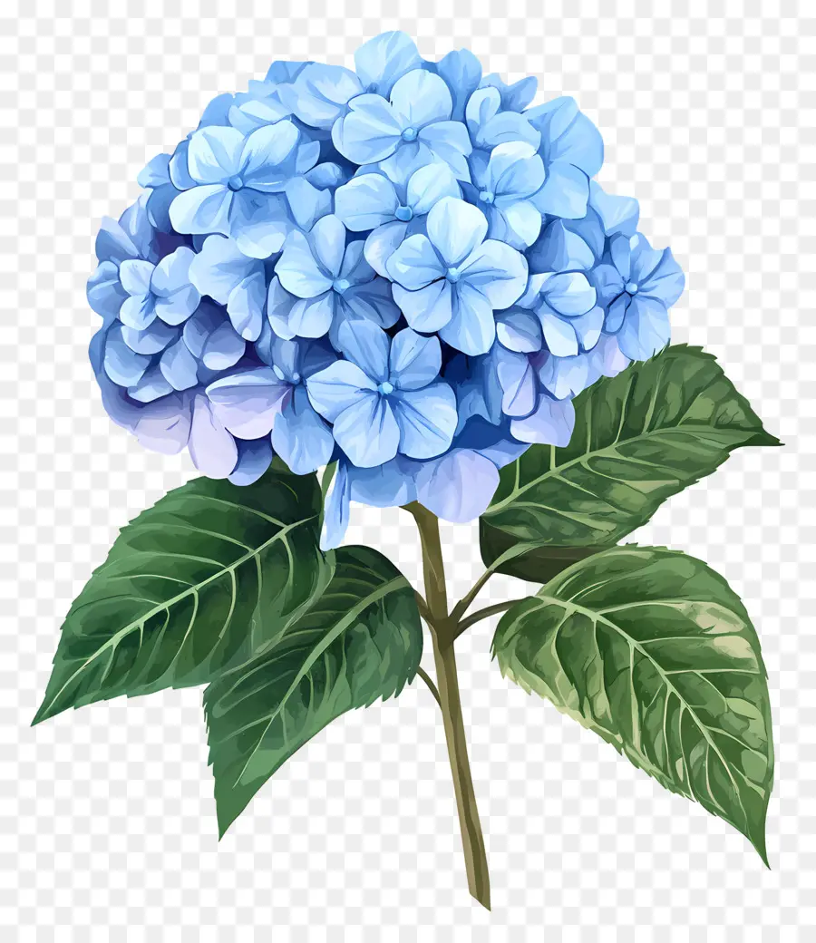 Flor De Hortensia Azul，Flores Moradas PNG