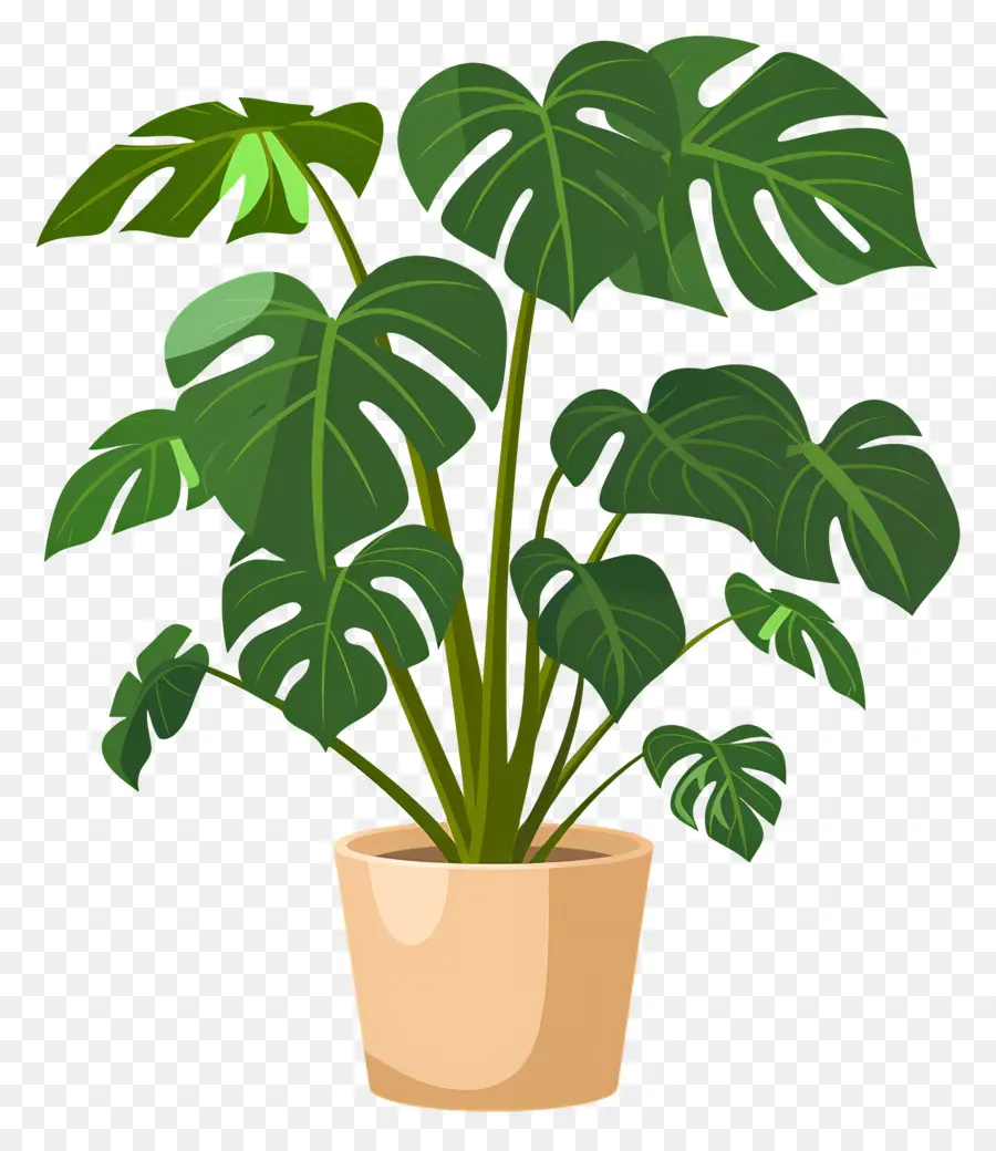 Planta Monstera，Planta En Maceta PNG