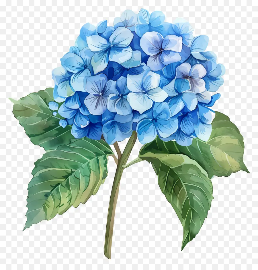 Flor De Hortensia Azul，Flores Moradas PNG