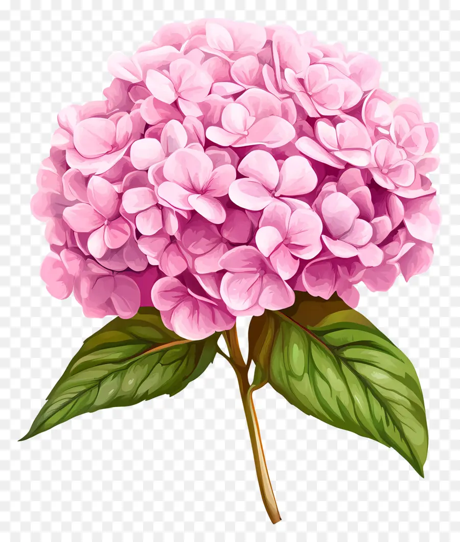 Flor De Hortensia Rosa，Hortensia Rosa PNG